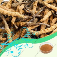 代加工蟲草提取物10～40%