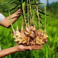 云南羅平小黃姜提取物，生姜汁粉，生姜粉