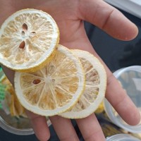 檸檬凍干片加工設備真空冷凍干燥機廠家