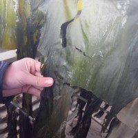 海帶烘干箱廠家