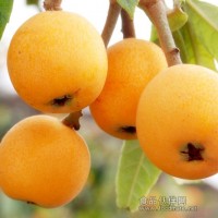 枇杷香精 Loquat　Flavor