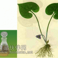 供應細辛油
