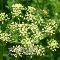 歐芹籽油