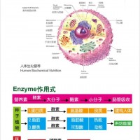 酵素在人體不會分解掉藍帽牛樟芝子實體（非酵素類）貼牌OEM