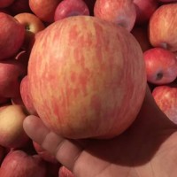 2017冷庫紅富士蘋果批發(fā)價格