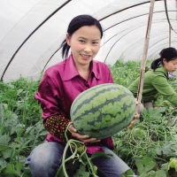 陜西蒲城大棚西瓜