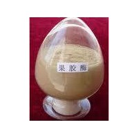 廠家直銷(xiāo)  高純度  果膠酶