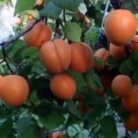 大棚金太陽杏價格