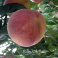 晚熟桃樹苗招商