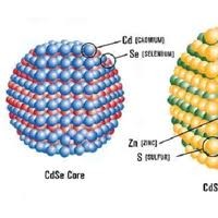 核殼CdSe/ZnS熒光量子點，高強度熒光硒化鎘/硫化鋅招商