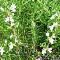 廠家大量供應植物提取物迷迭香