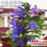 大量供應植物提取物神香草