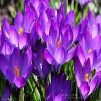 供應藏紅花提取物Saffron Extract