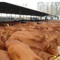 肉牛育肥技術(shù) 優(yōu)農(nóng)康添加劑提前出欄