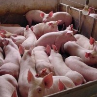 育肥豬增重 育肥豬飼料添加劑