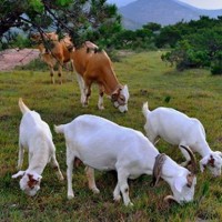 牛羊育肥增重 優農康牛羊飼料添加劑