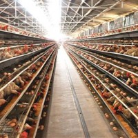 雞飼料添加劑價格 優農康微生態飼料添加劑