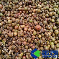 供應廠家直銷油茶籽烘干機