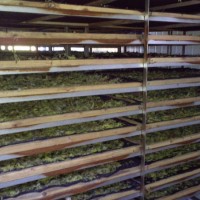 供應廠家直銷金凱牌金銀花烘干機
