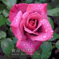 日化級(jí)玫瑰香精 玫瑰精油 食品級(jí)玫瑰香精 工業(yè)級(jí)玫瑰香精