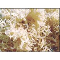 寵物用卡拉膠