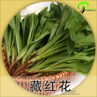 云南特產蔬菜批發 藏紅花綠色蔬菜 賓館供應特價批發