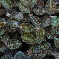 金線蓮烘干機(jī)一體式 智能高效