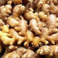 生姜提取物-姜粉- 干姜提取物