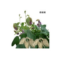 葛根香精廠家  葛根香精供應商