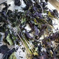 真空凍干機 蔬菜包真空凍干機設備 紫蘇菜低溫脫水凍干設備