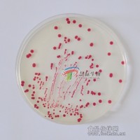 慧耘生物——原裝進口ATCC標準菌株
