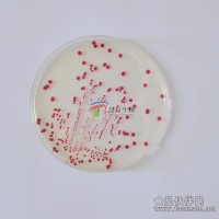 慧耘生物——的顯色培養基