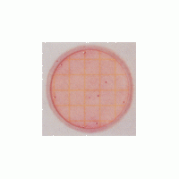 3M大腸菌群測試片(1ml型)