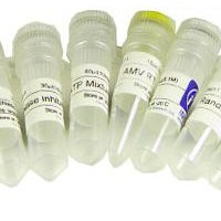 CAS:2490-97-3,N-乙酰-L-谷氨酰胺,99%