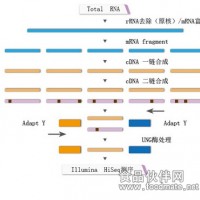 鏈特異性轉錄組測序