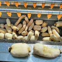 土豆清洗去皮機(jī) 供應(yīng)紅薯毛刷清洗機(jī) 毛輥清洗脫皮設(shè)備