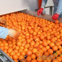 滾杠選果機\滾杠篩選機\檢果機