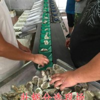 凱祥牡蠣分揀機 不銹鋼牡蠣分選大小設備 生蠔分選大小