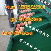 稱重分選蘋果-遼寧蘋果選果機(jī)設(shè)備