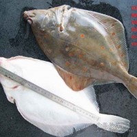 花斑鰈魚