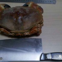大西洋黃金蟹