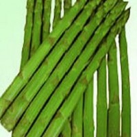 供應(yīng)進(jìn)口綠蘆筍種子澤西奈特