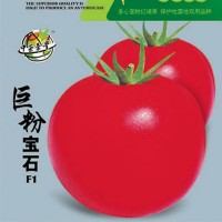 蔬菜種子,番茄種子,抗TY番茄種子