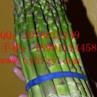 供應(yīng)極雄皇冠蘆筍種子 美國(guó)進(jìn)口蘆筍種子
