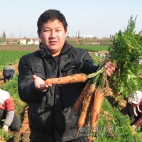 批發雜交高產胡蘿卜種子 紅樂