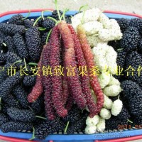 供應(yīng)桑果樹苗