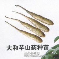 山藥種子價格_日本山藥種苗_山藥種子批發