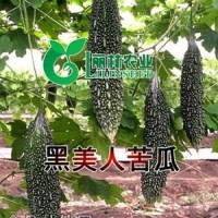 黑苦瓜種子-黑苦瓜種子價格-進口黑苦瓜