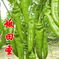 尖椒種子_尖椒種子價格_進口尖椒種子