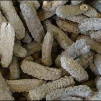 供應南美刺參